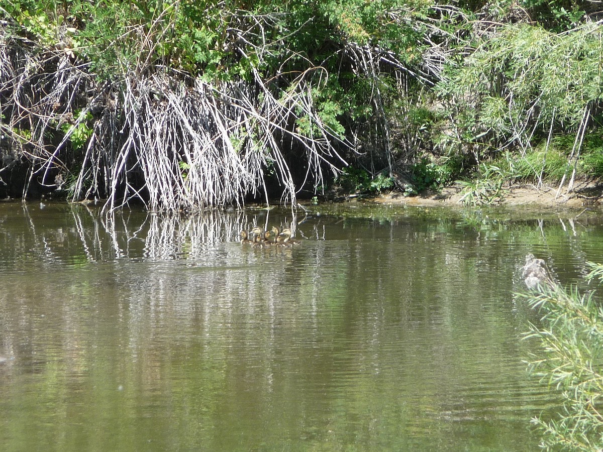 duck sp. - ML30670651