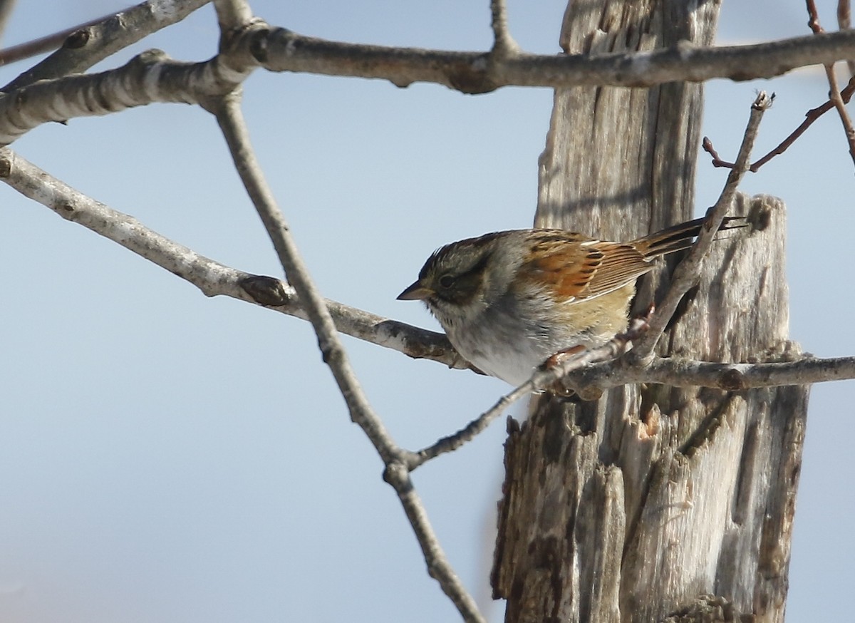 Swamp Sparrow - ML306709231