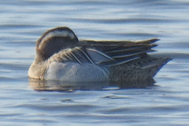 Garganey - ML306710081