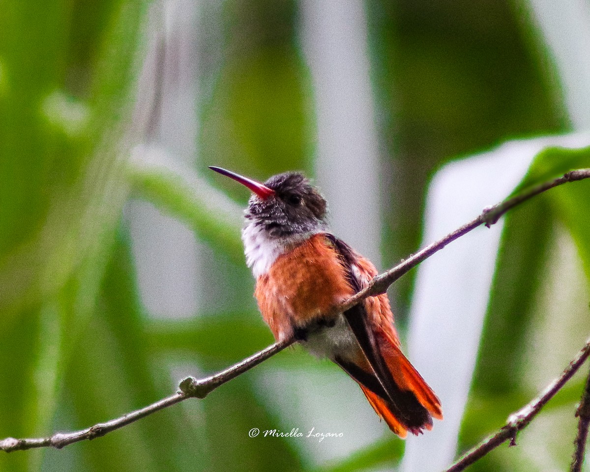 Amazilia Hummingbird - ML306711371