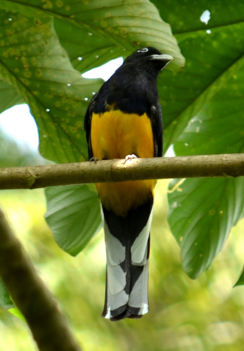 trogon zelenohřbetý - ML30671261