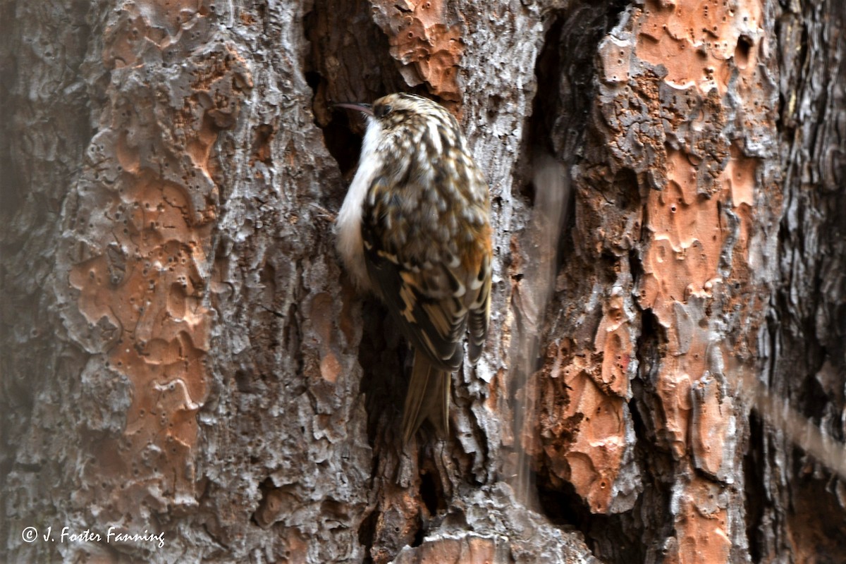 Brown Creeper - Foster Fanning