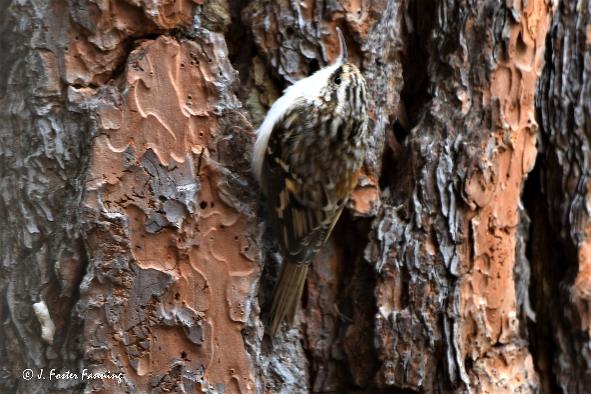 Brown Creeper - Foster Fanning