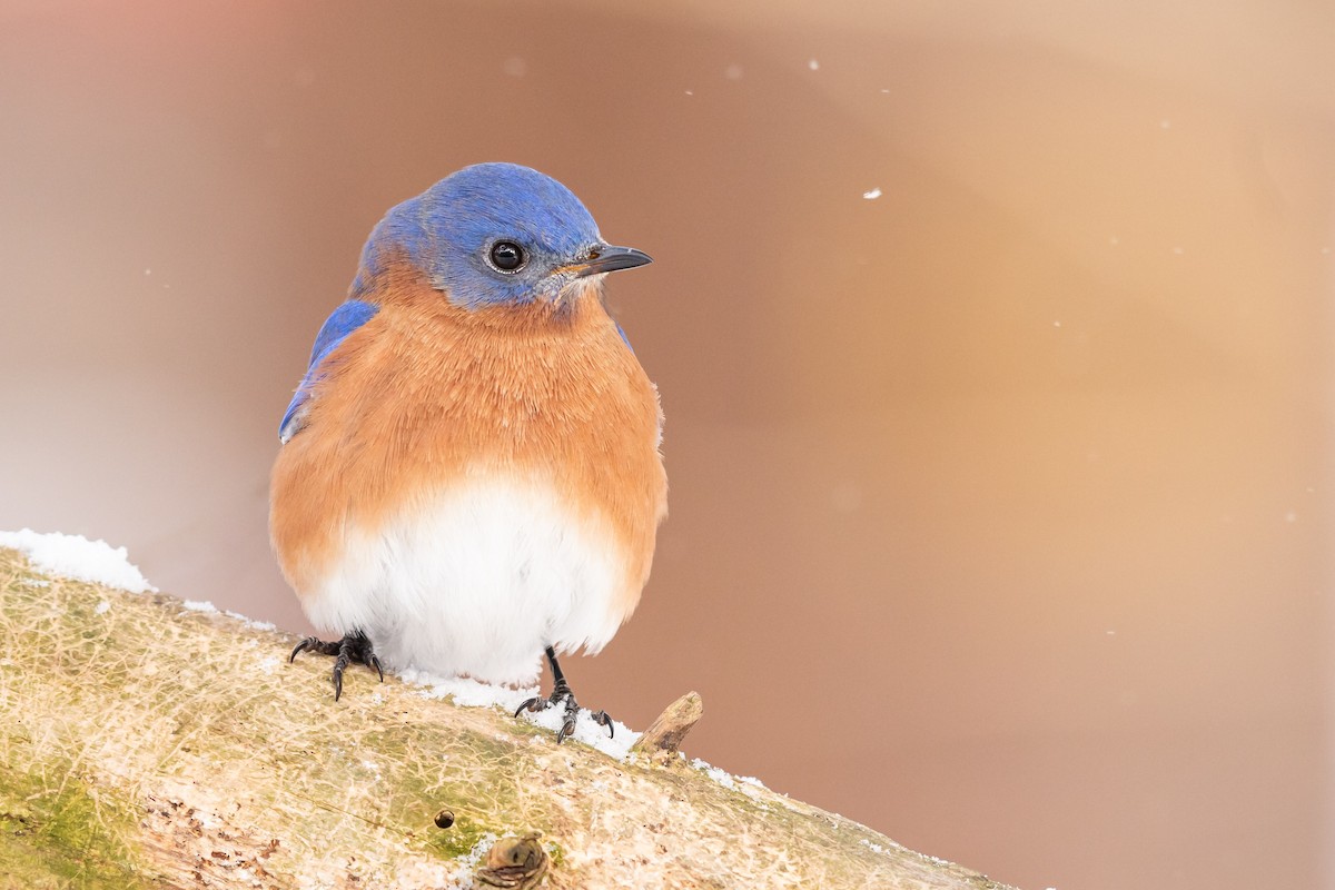 Eastern Bluebird - ML306714911