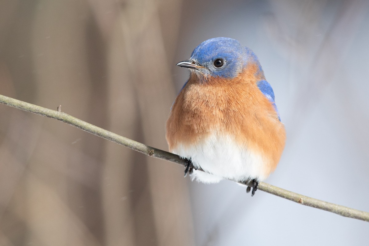 Eastern Bluebird - Brad Imhoff