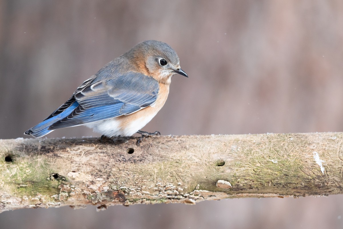 Eastern Bluebird - ML306715261