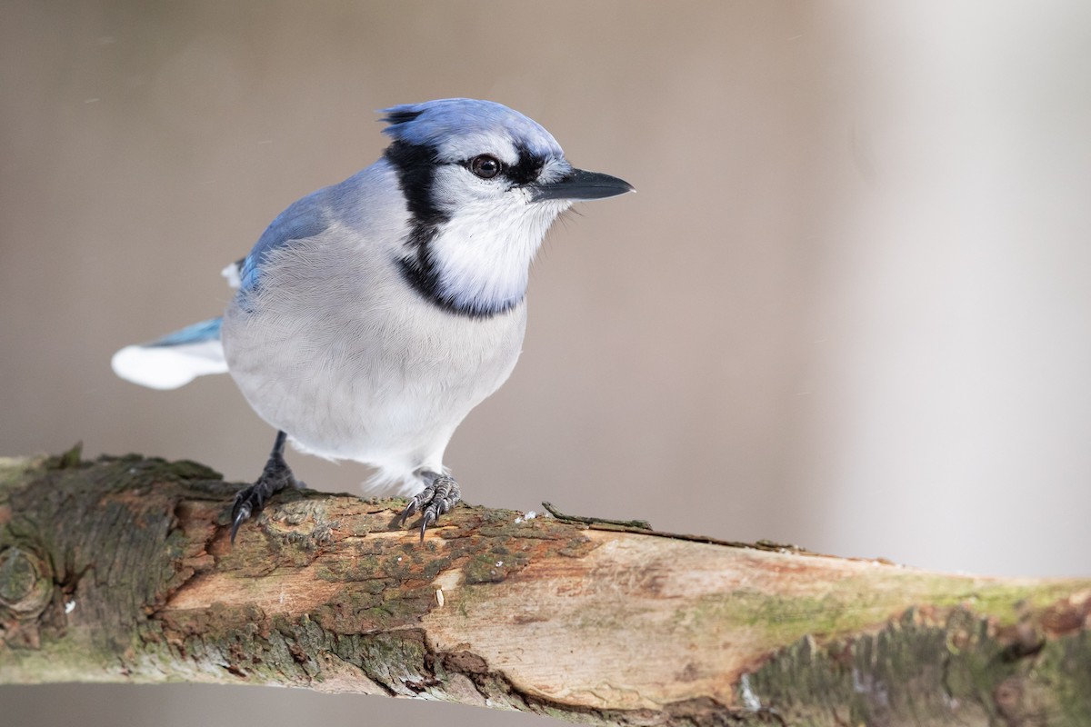 Blue Jay - Brad Imhoff