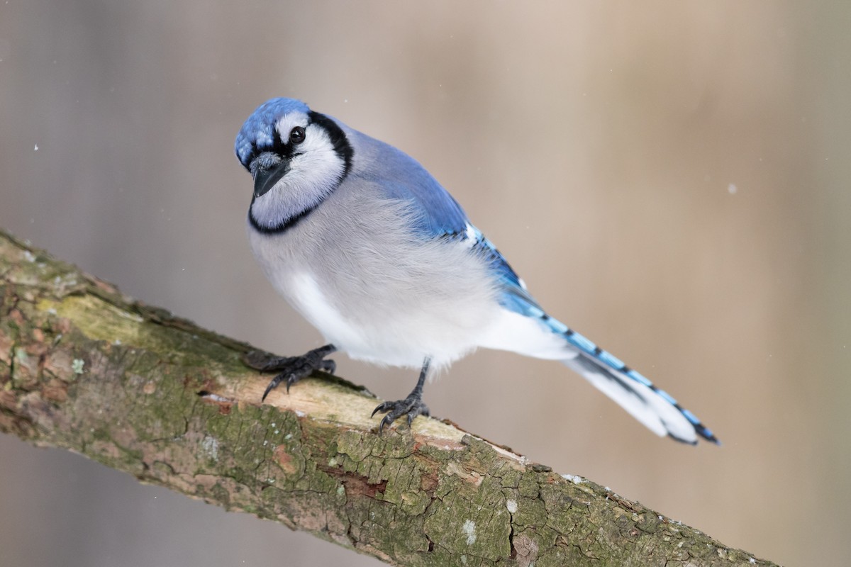 Blue Jay - Brad Imhoff