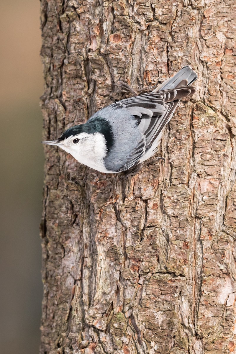 White-breasted Nuthatch (Eastern) - Brad Imhoff