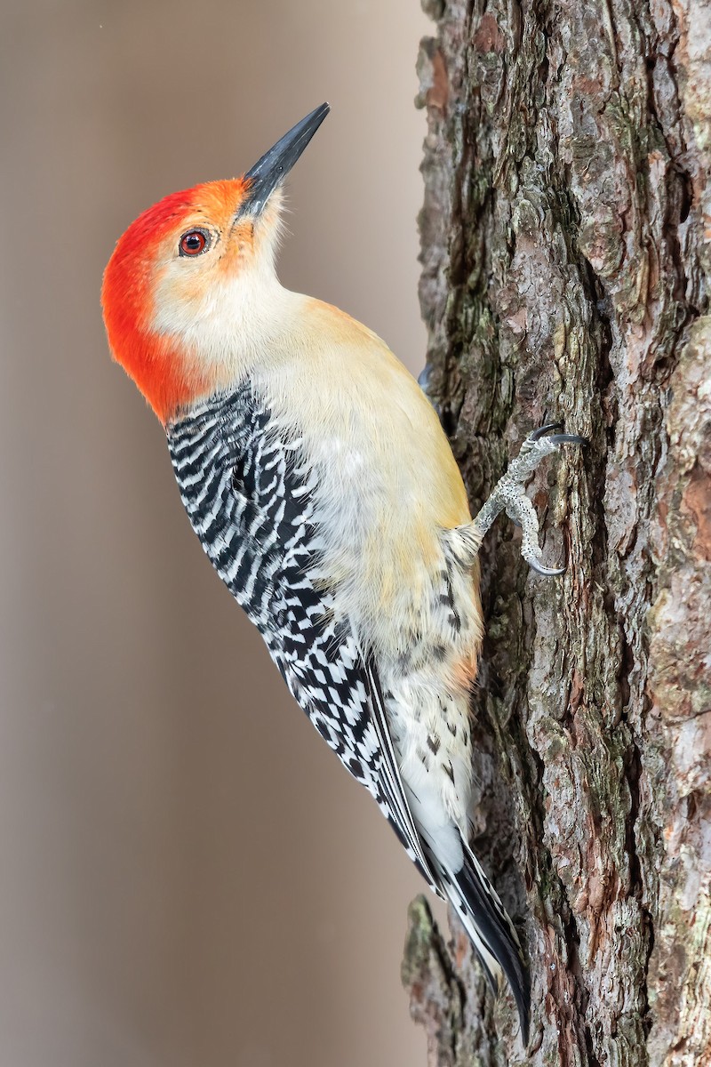 Red-bellied Woodpecker - Brad Imhoff