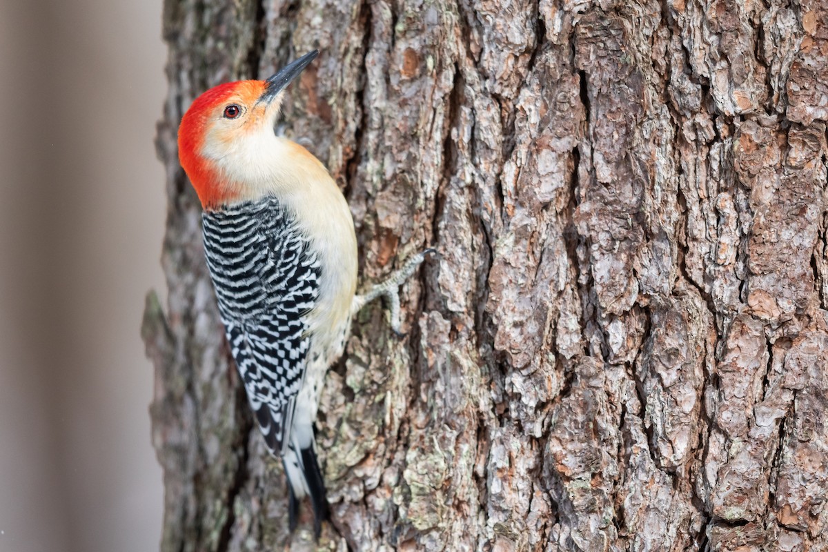 Red-bellied Woodpecker - Brad Imhoff