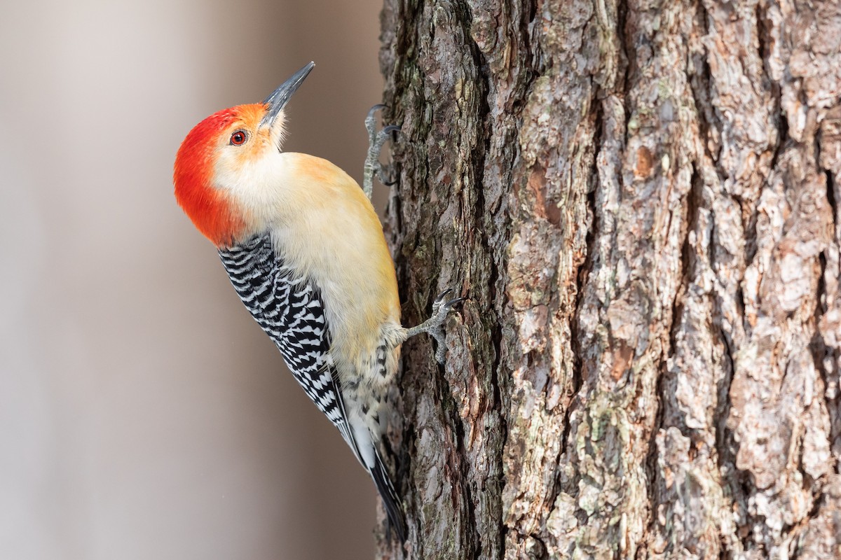 Red-bellied Woodpecker - Brad Imhoff