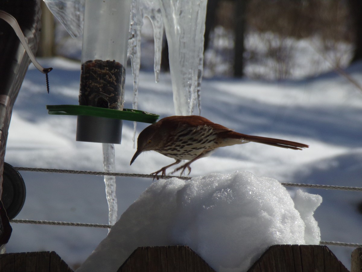 Brown Thrasher - Rebecca Bishop