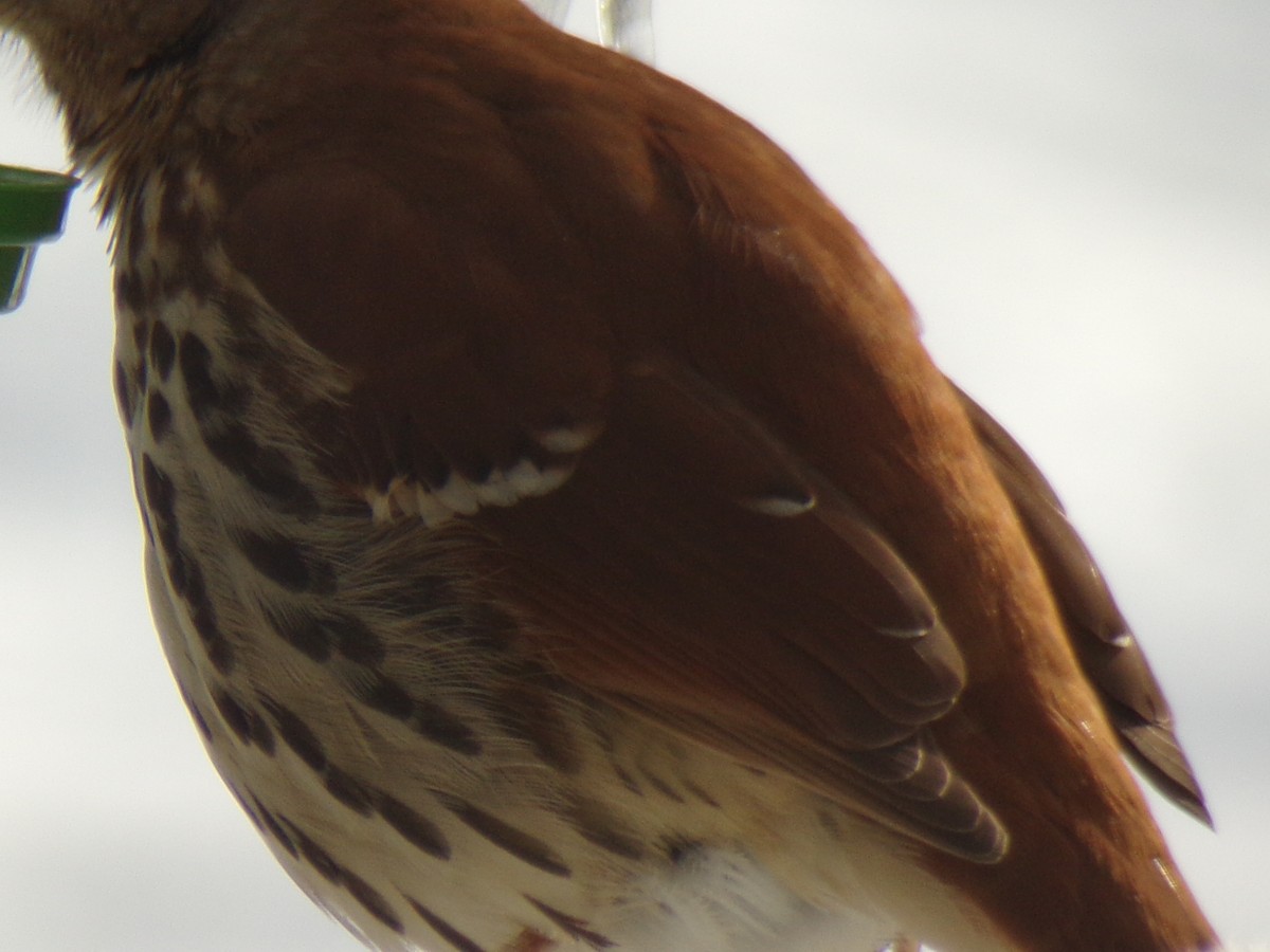 Rotspottdrossel - ML306717731