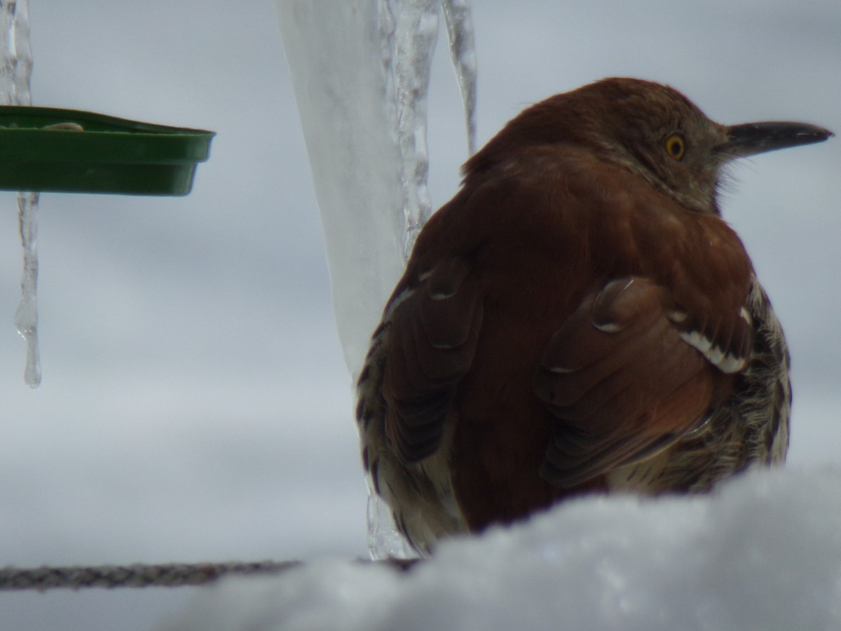 Rotspottdrossel - ML306717791