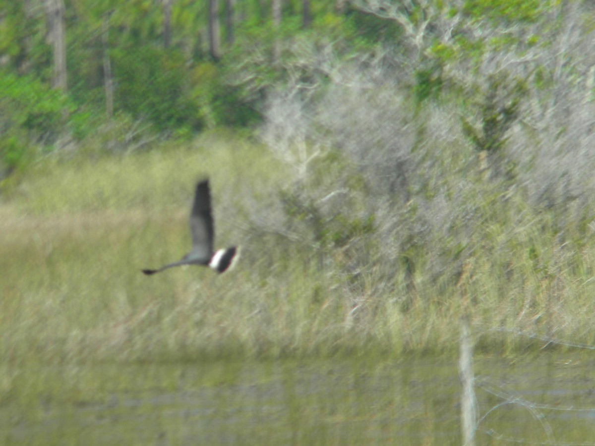 Snail Kite - Peter Nelson