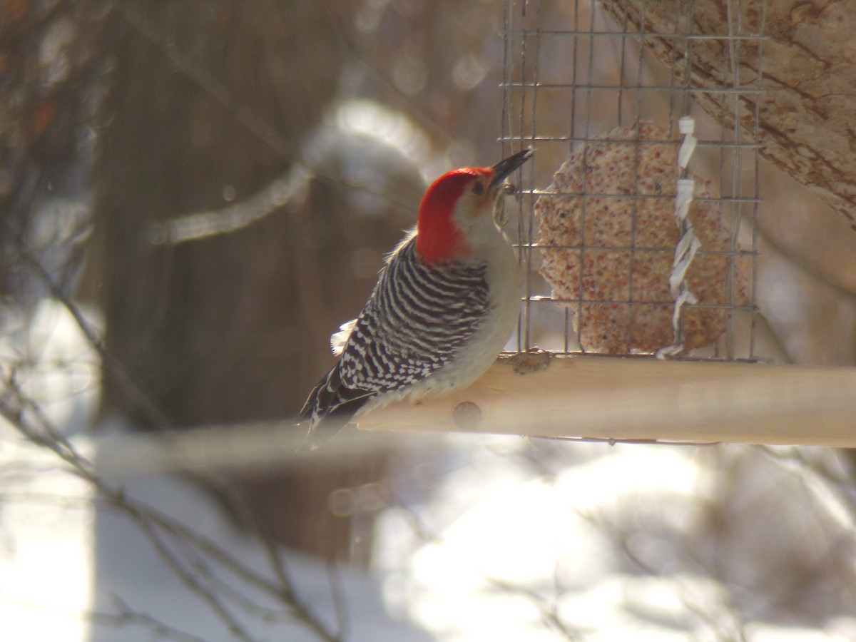 Carolinaspecht - ML306718371