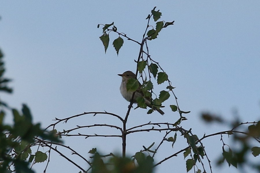 Spotted Flycatched, Grovelands Park