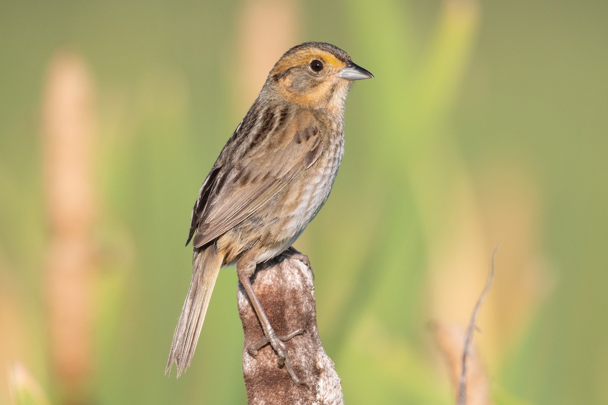 Nelson's Sparrow - ML306724111