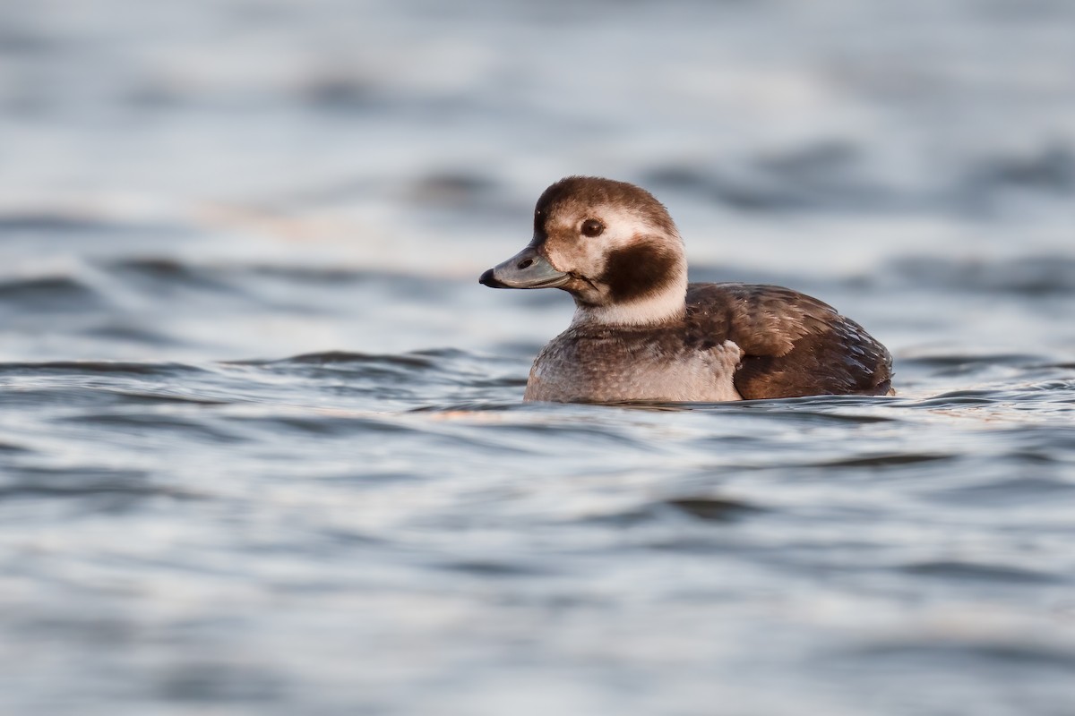 Long-tailed Duck - Ben  Lucking