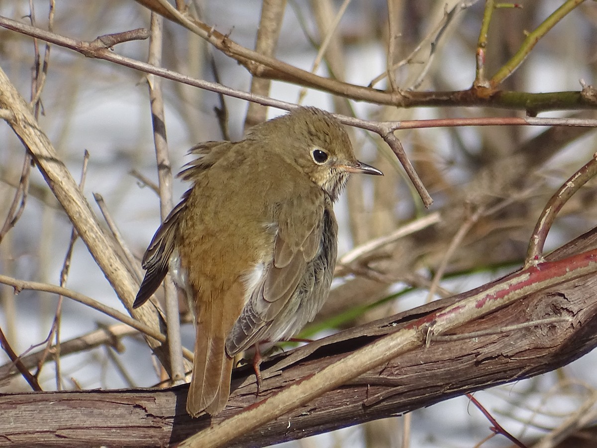 Hermit Thrush - Sally Isacco