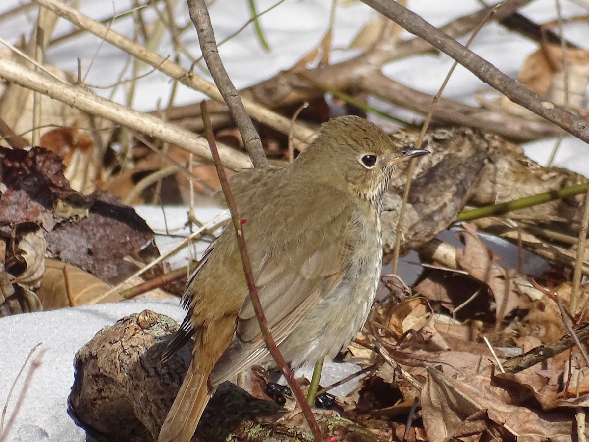 Hermit Thrush - Sally Isacco