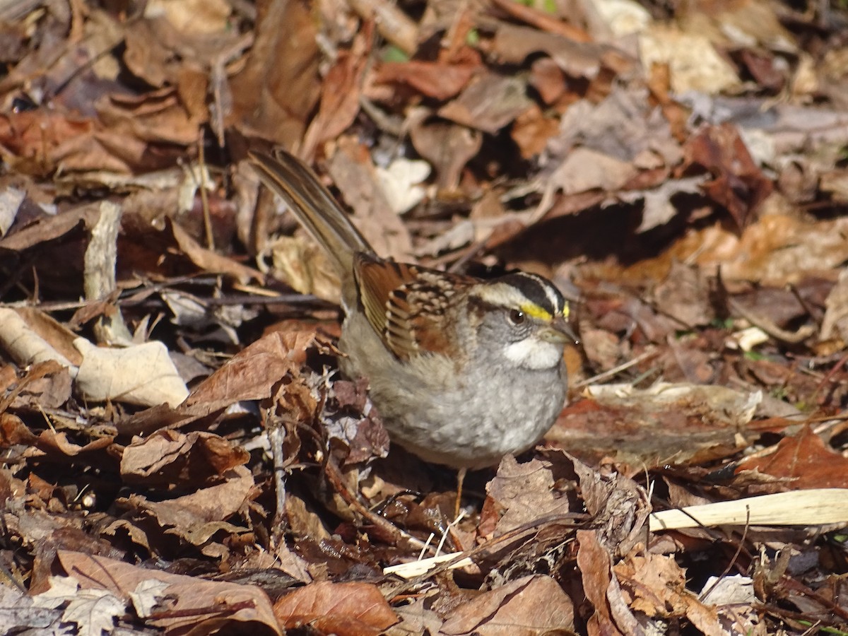 White-throated Sparrow - Sally Isacco