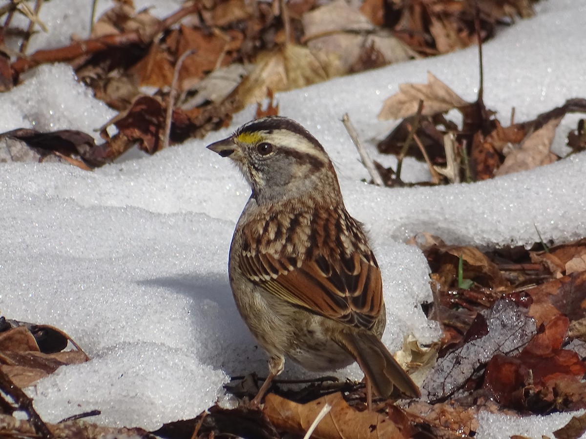 White-throated Sparrow - Sally Isacco