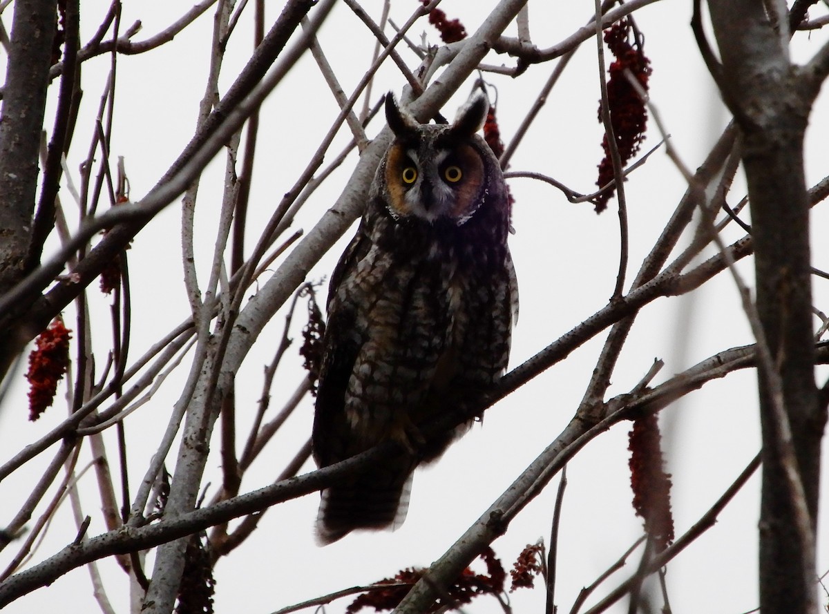 Long-eared Owl - ML306730991