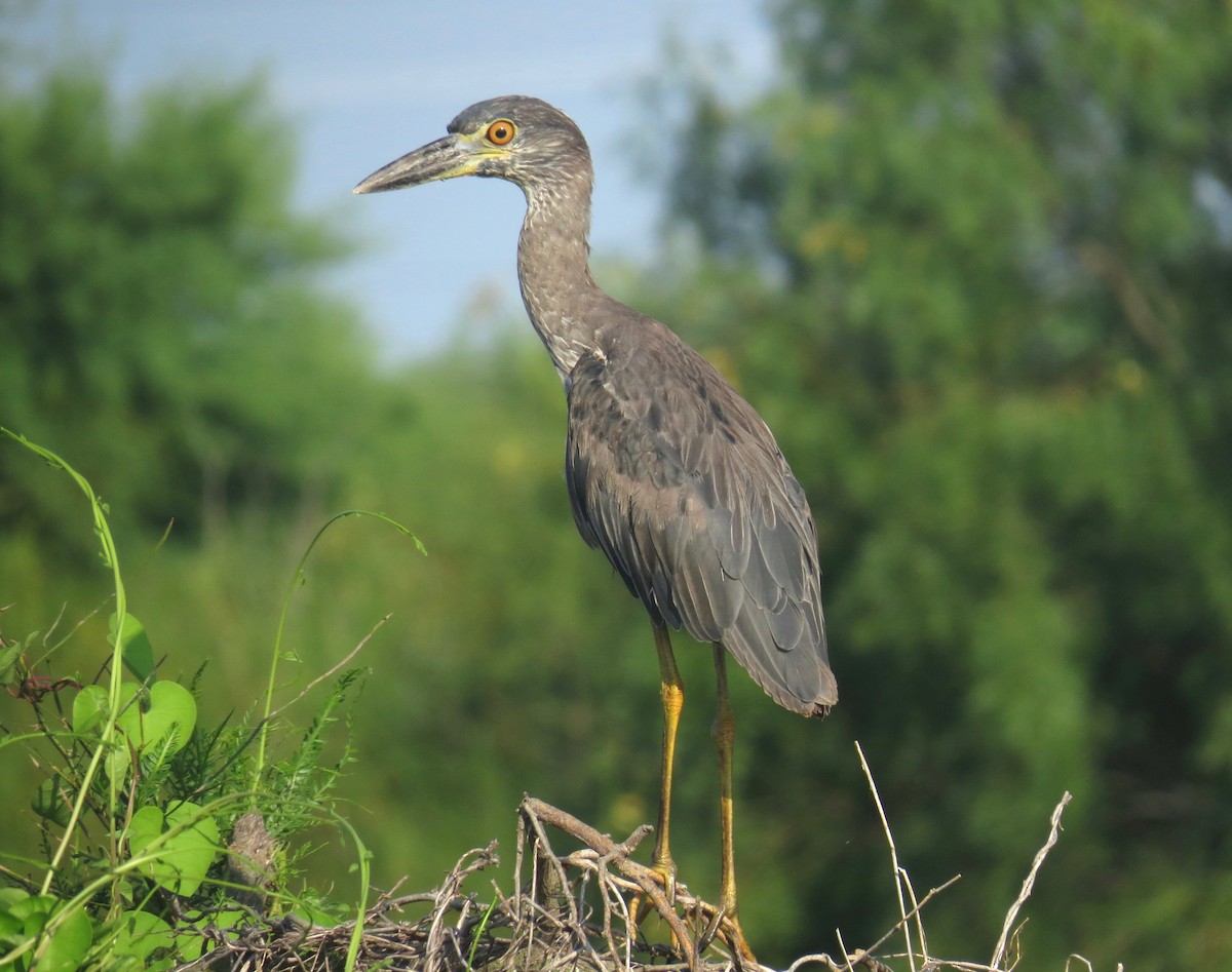 Yellow-crowned Night Heron - ML30673181