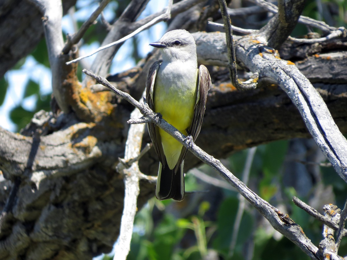 Western Kingbird - ML306731891