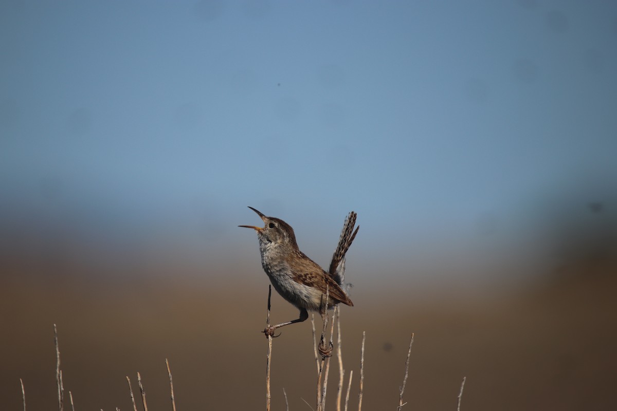 Marsh Wren - ML306732211