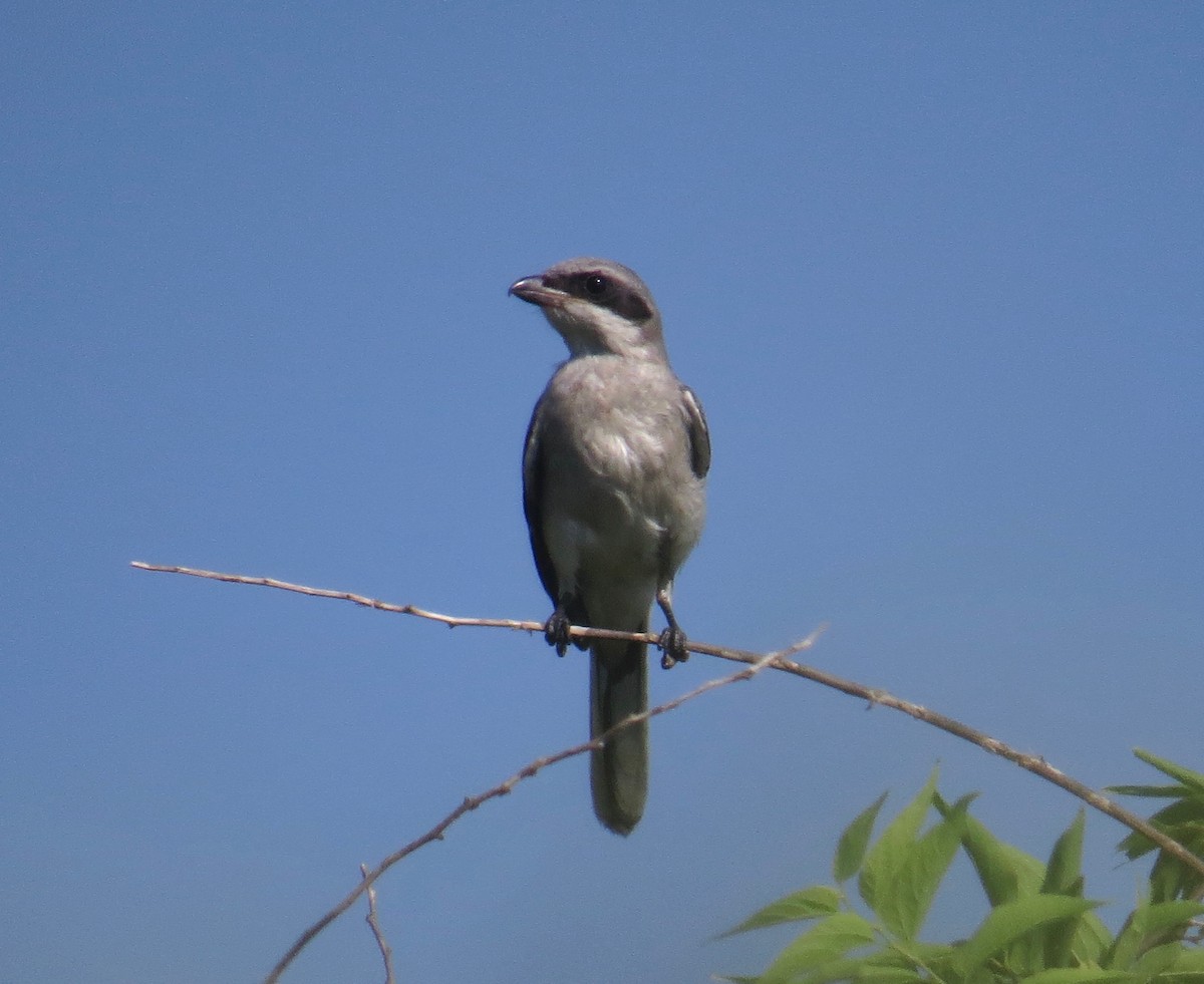 Loggerhead Shrike - Gerry Hawkins