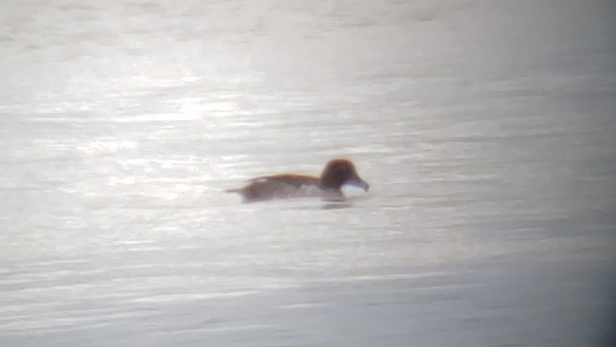 Common Goldeneye, Rainham Marshes RSPB