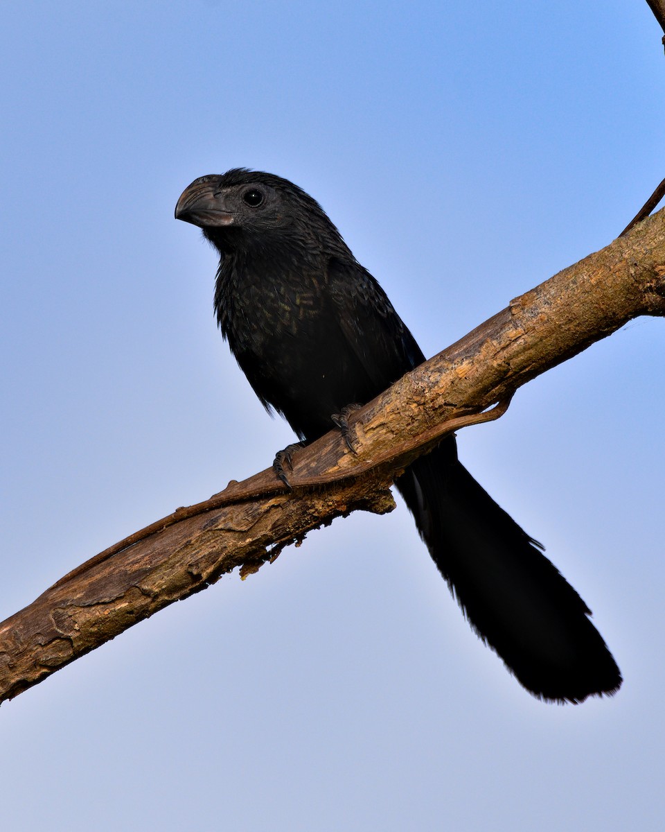 Groove-billed Ani - ML306732991