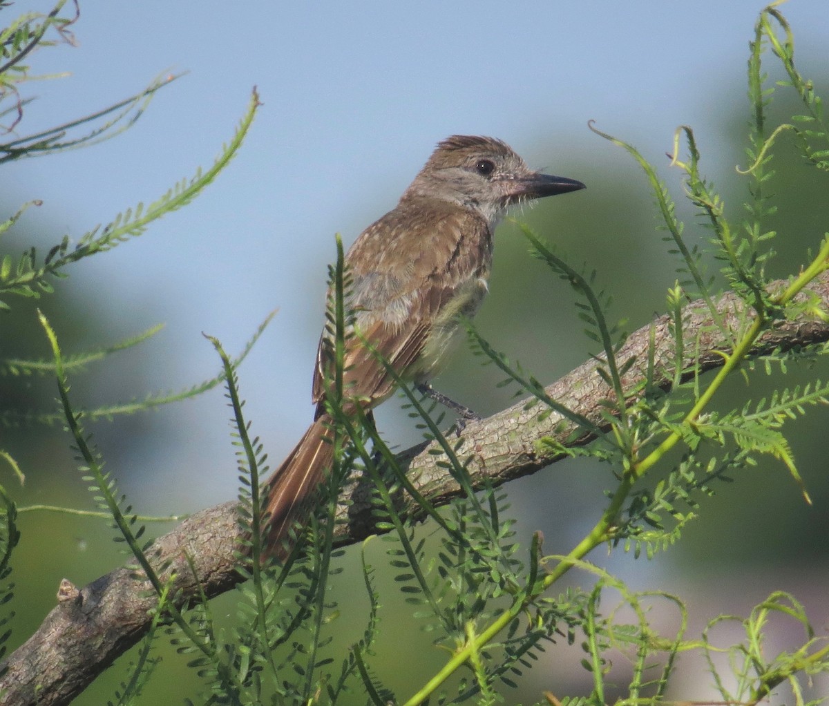 Brown-crested Flycatcher - Gerry Hawkins