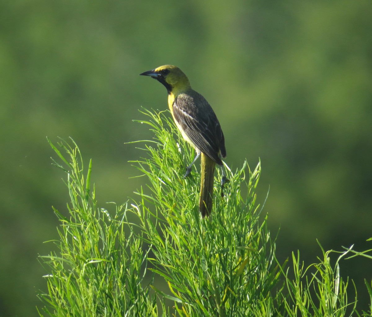 Orchard Oriole - Gerry Hawkins