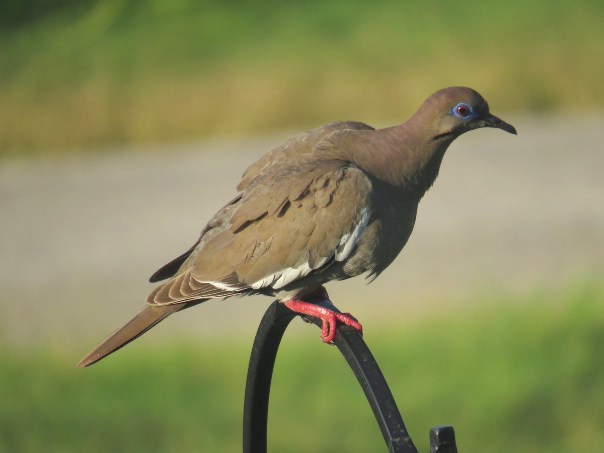 White-winged Dove - Gerry Hawkins