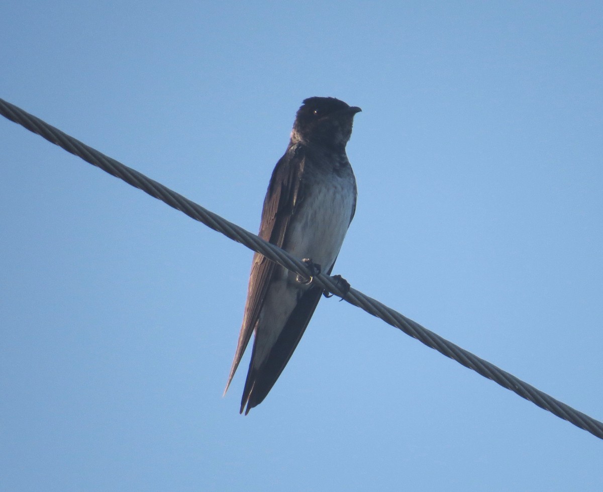 Golondrina Purpúrea - ML30673521