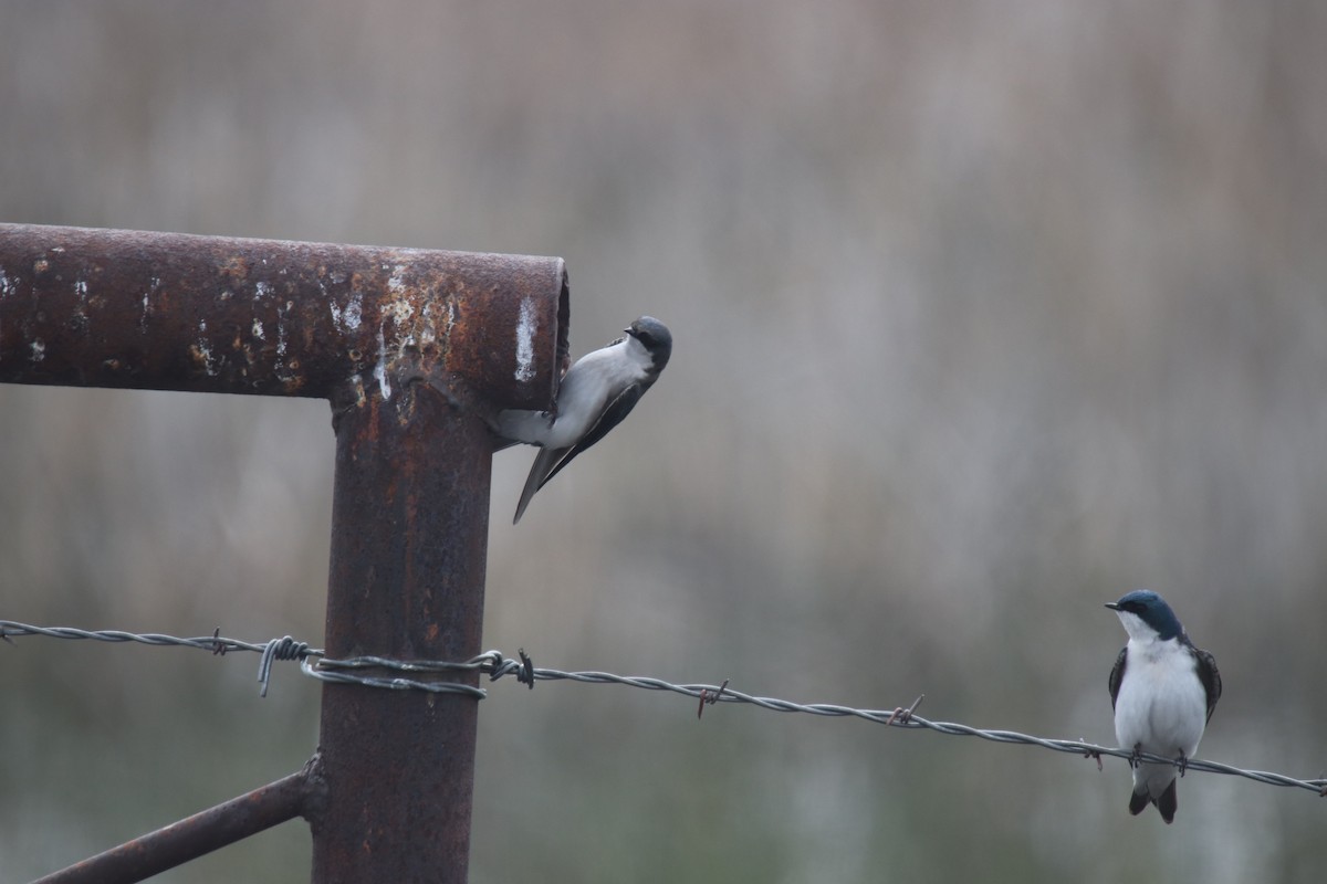 Tree Swallow - ML306735211