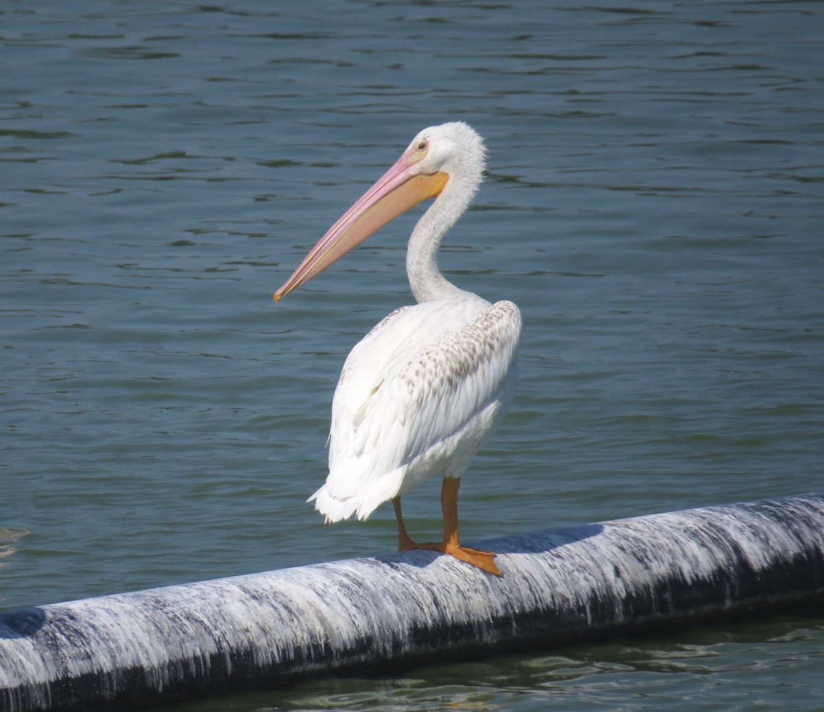 American White Pelican - Gerry Hawkins