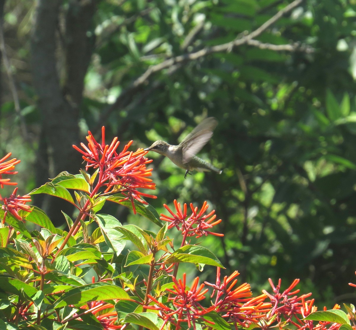 Black-chinned Hummingbird - Gerry Hawkins