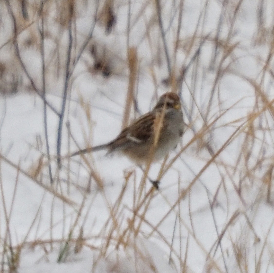 American Tree Sparrow - ML306738901