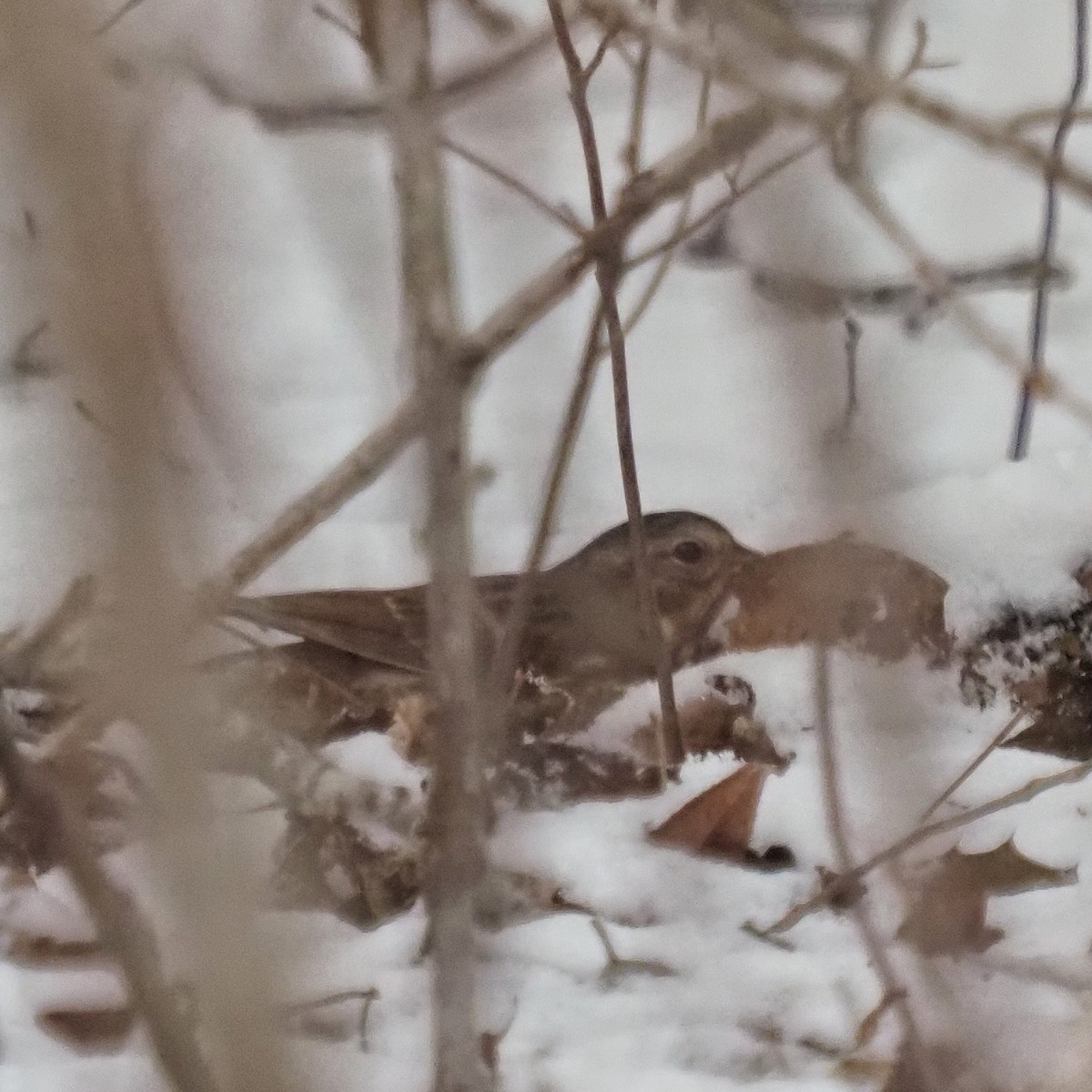 Fox Sparrow - ML306738931