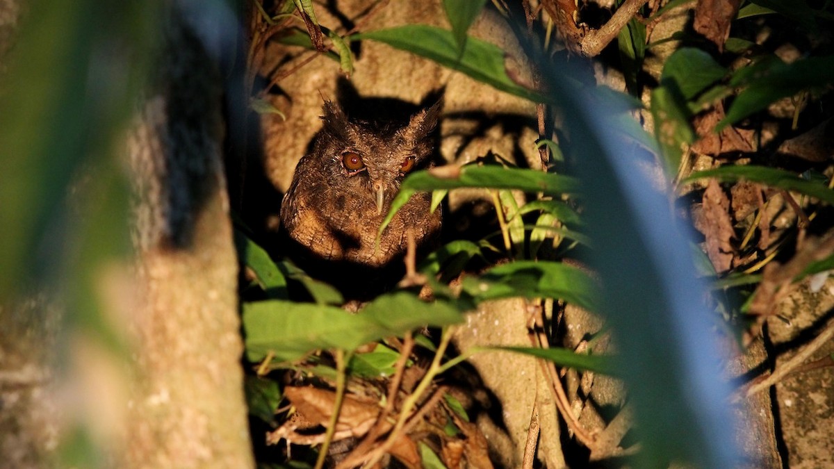 Tawny-bellied Screech-Owl - ML306740321