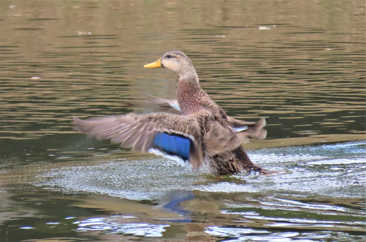 Mallard x Mottled Duck (hybrid) - Susan Young