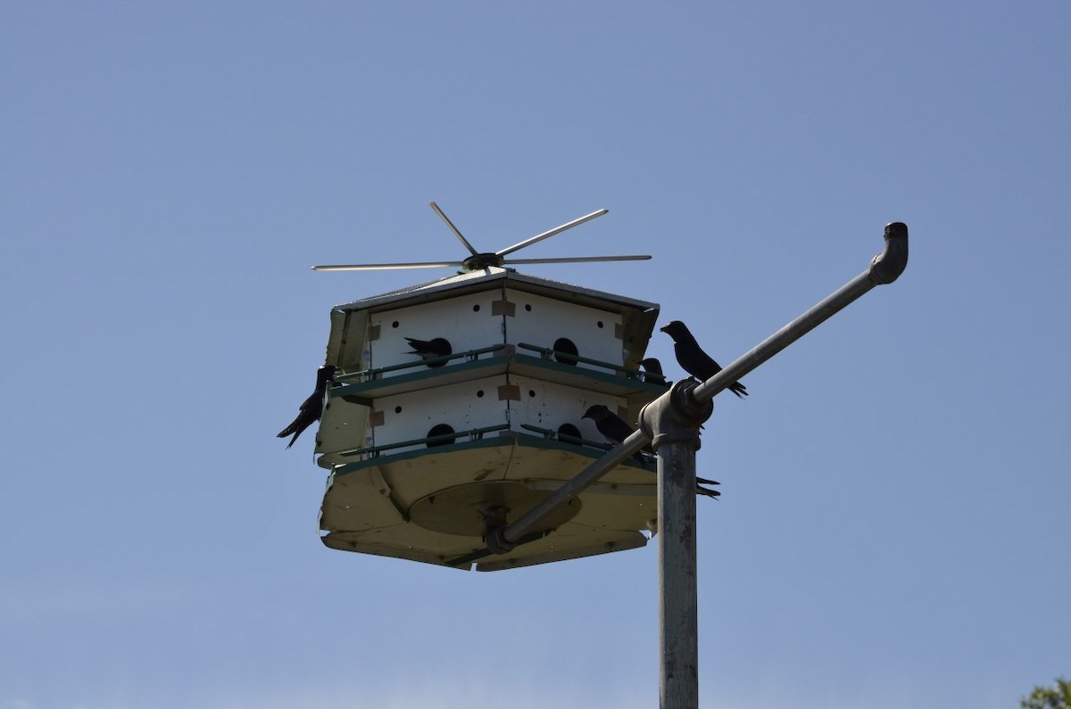 Purple Martin - Mark Martin