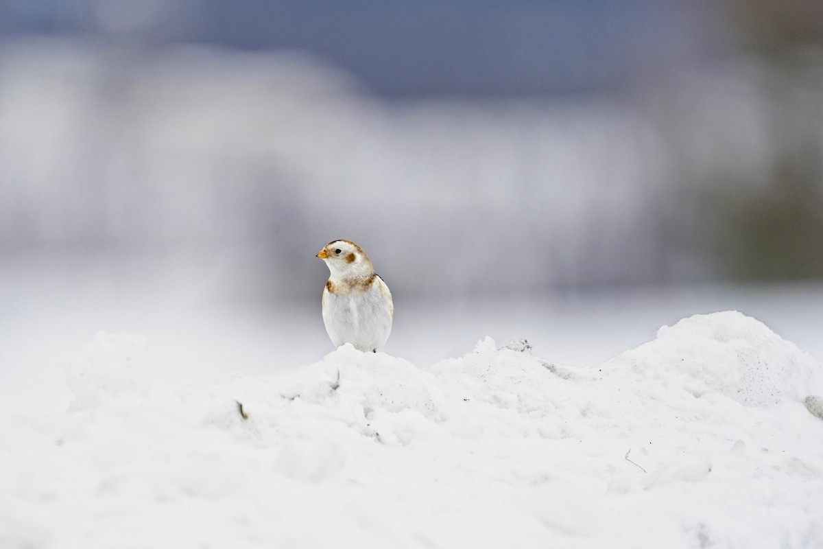 Snow Bunting - ML306744661