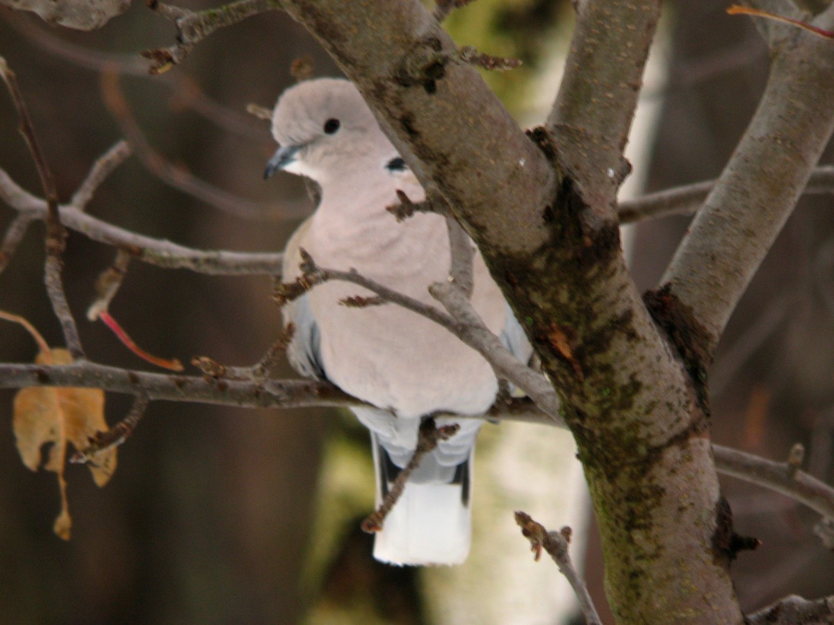 Eurasian Collared-Dove - ML306744671