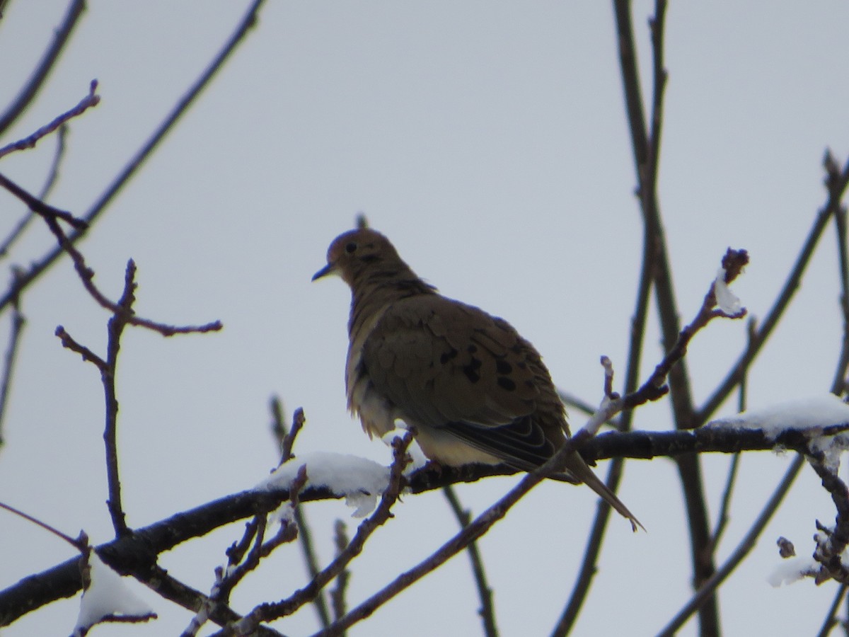 Mourning Dove - ML306748021